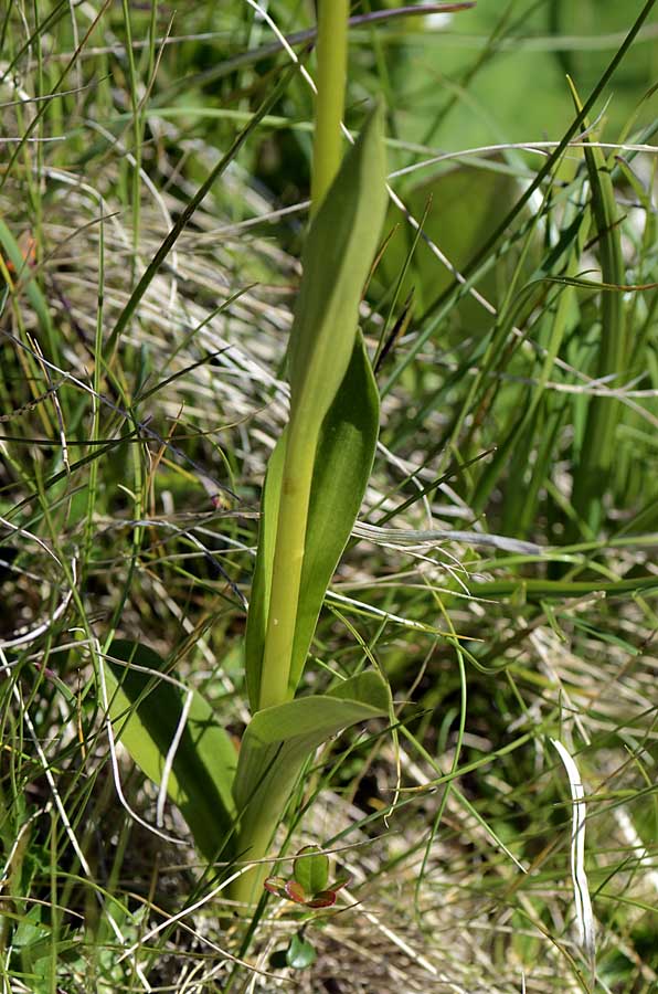 Pseudorchis albida?